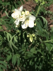 Polemonium foliosissimum