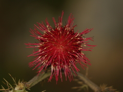 Cirsium pringlei