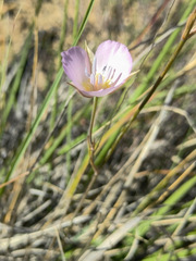 Calochortus palmeri