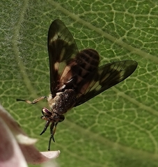 Chrysops fulvaster