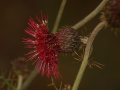 Cirsium pringlei