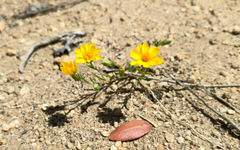 Pentachaeta aurea aurea