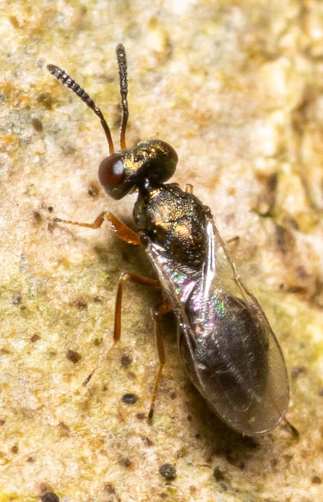 Cyrtogaster