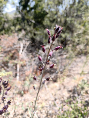 Streptanthus campestris