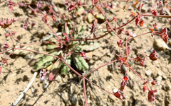 Sidotheca emarginata