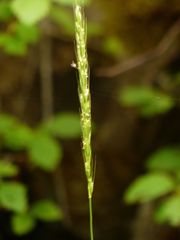 Elymus glaucus glaucus