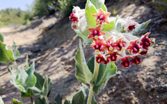 Asclepias californica