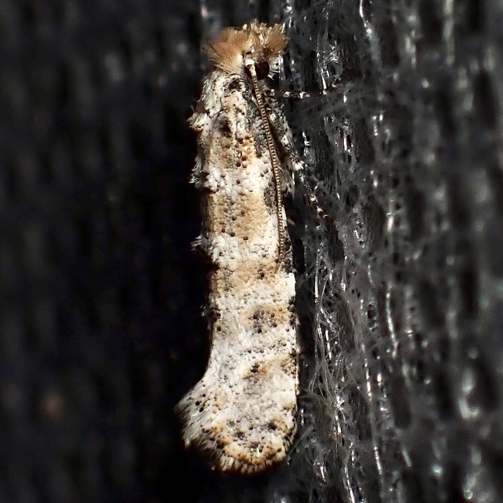 Xylesthia albicans