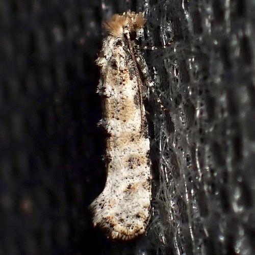 Xylesthia albicans