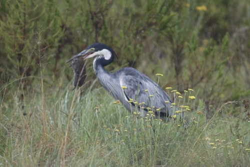 Black-headed Heron (Ardea melanocephala)