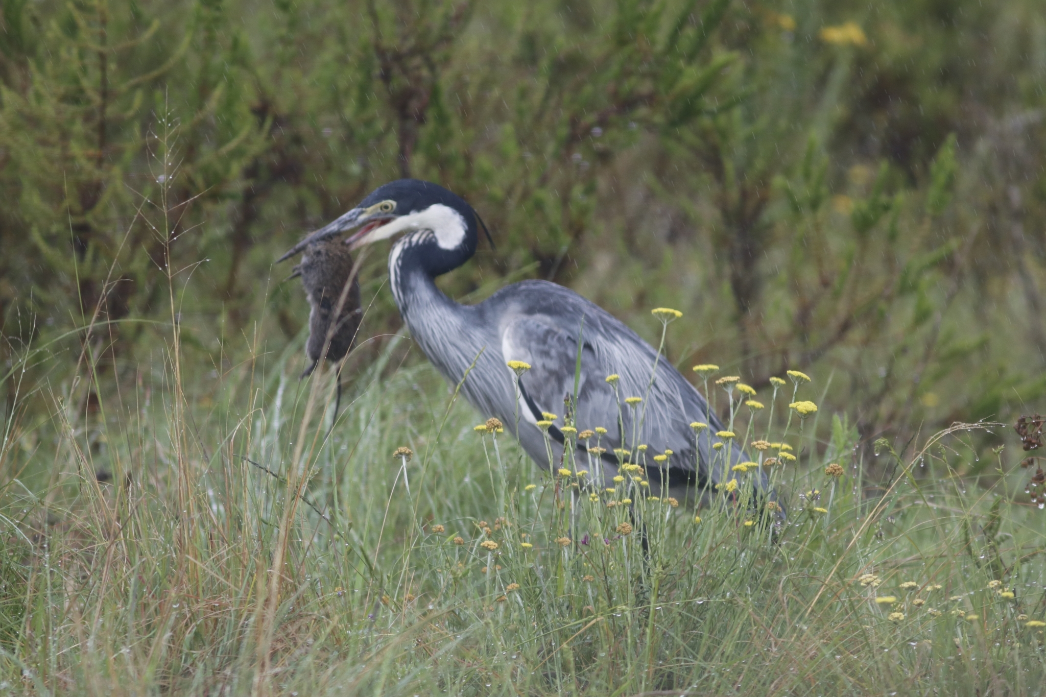 Black-headed Heron (Ardea melanocephala)