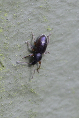 Barypeithes pellucidus