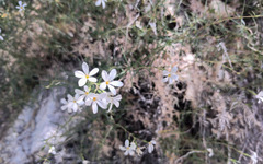 Leptosiphon floribundus
