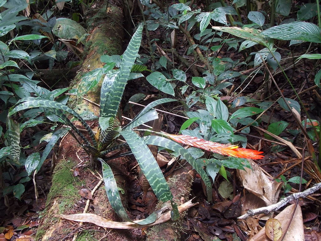 Épée flamboyante / Broméliacée Vriesea (Vriesea splendens (Brongn. ex Neumann) Lem.)