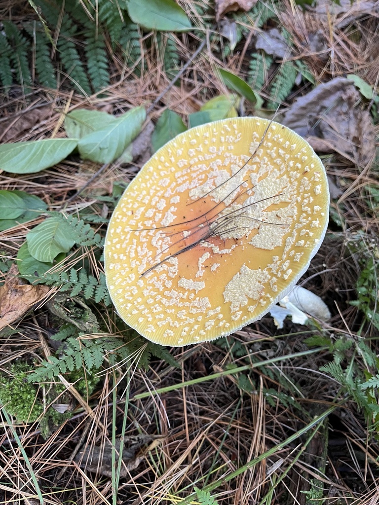 Amanita muscaria<br>19 October, 2024