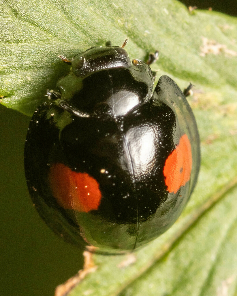 Kidney-spot Ladybird, photo 1 of 7