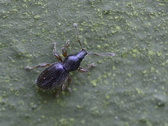 Barypeithes pellucidus