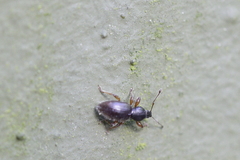 Barypeithes pellucidus