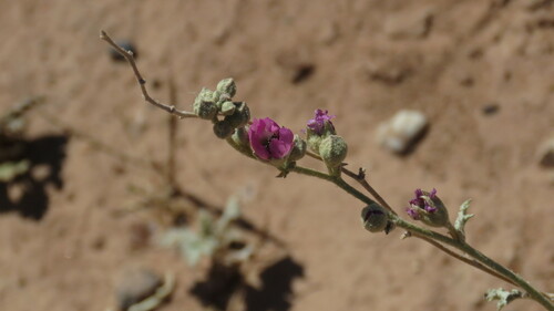 Image of Sphaeralcea mendocina by (c) Ariadna Tripaldi, some rights reserved (CC BY)
