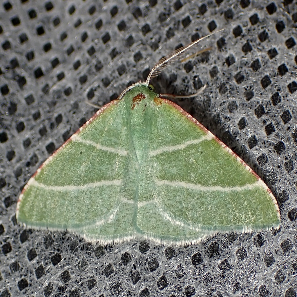 Phoenix Emerald Moth