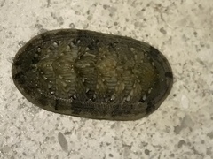 Rhyssoplax olivacea