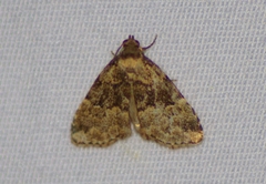 Dyspyralis illocata