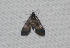 Elophila tinealis