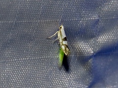 Argyresthia oreasella