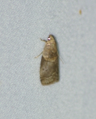 Acrobasis juglandis