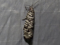 Retinia gemistrigulana
