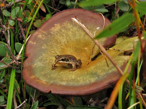 Wood Frog photographed in Alaska