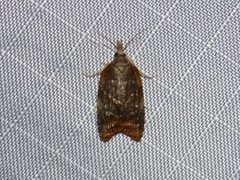 Platynota idaeusalis