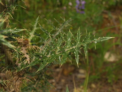 Cirsium pringlei