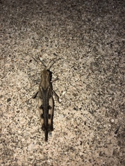 Chortophaga australior