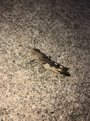 Chortophaga australior