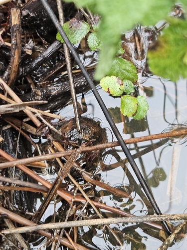 Tyrrhenian Painted Frog, Italy, photo 7 of 10