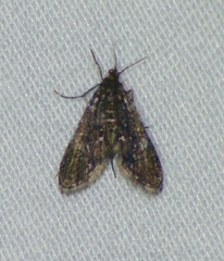 Elophila tinealis