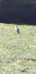 Nycticorax nycticorax