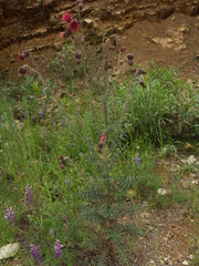 Cirsium pringlei