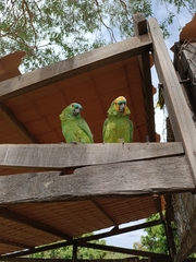 Turquoise-Fronted Amazon photo 4