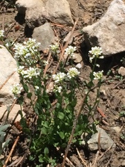 Lepidium sativum