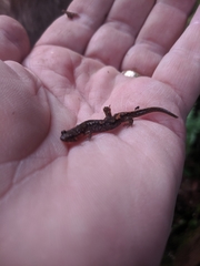 Desmognathus imitator