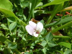 Trifolium monanthum