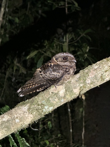 Collared Nightjar (Gactornis enarratus), photo 4