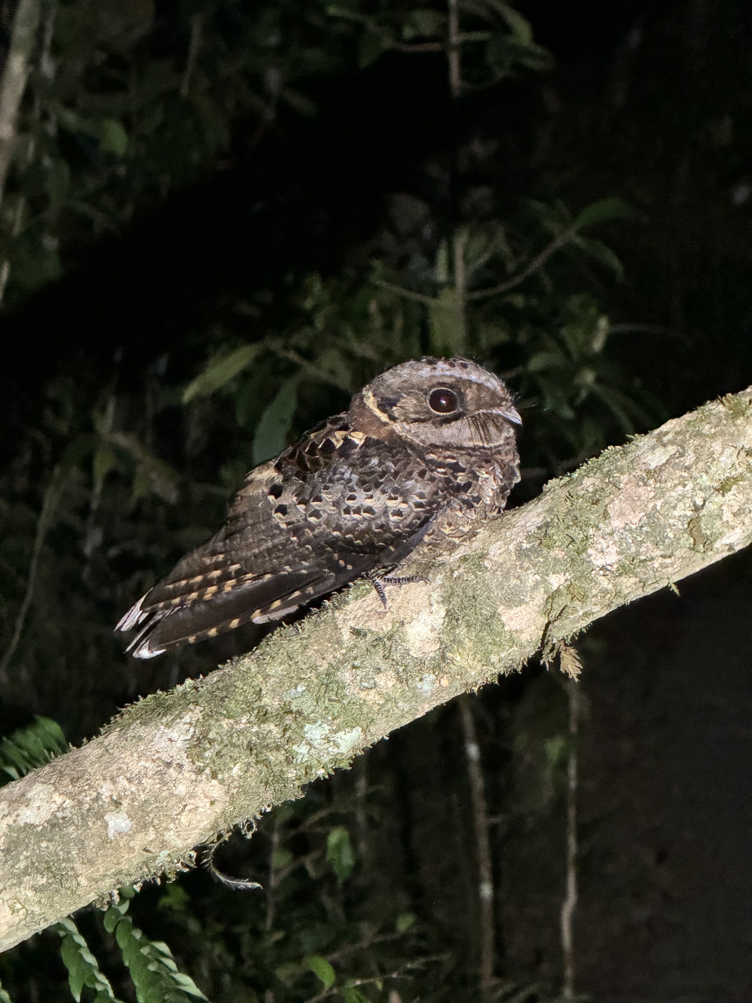 Collared Nightjar (Gactornis enarratus), photo 6