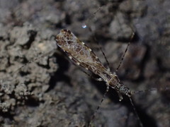 Empicoris culiciformis
