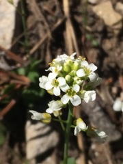 Lepidium sativum