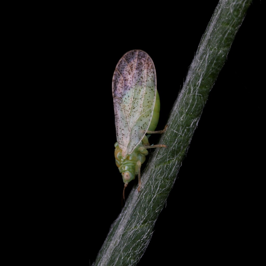 Craspedolepta latior