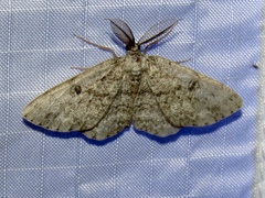 Hypomecis umbrosaria