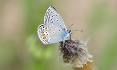 Polyommatus icarus